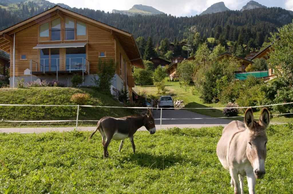Bed & Breakfast L'Epicea Leysin Exterior photo